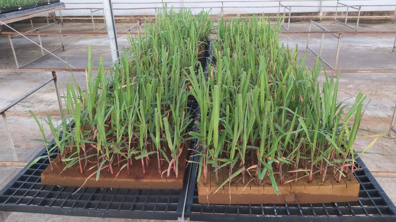 Soluções sustentáveis para o cultivo de microverdes